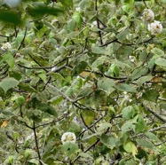 Dombeya pilosa .mahot.malvaceae.endémique Réunion. (1).jpeg